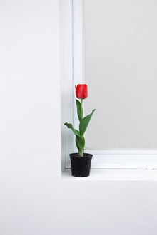 红色郁金香盆栽花朵图片下载