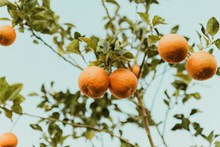 树上新鲜橘子 树上新鲜橘子大全精美图片
