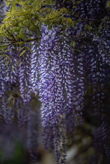 紫藤花紫色花朵高清图