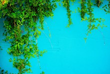 绿色植物蓝色背景墙高清图片
