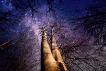 树林紫色星空图片下载