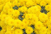 黄色秋菊精美图片