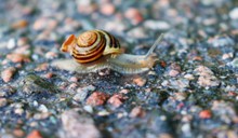 唯美小蜗牛摄影高清图