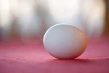 一个白鸡蛋高清图片