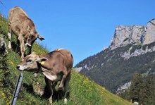 阿尔卑斯公牛图片大全
