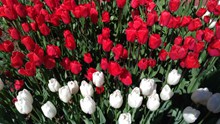 红白郁金香鲜花精美图片