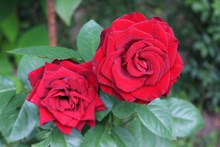 两朵红玫瑰图片下载