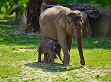 行走的大象小象高清图