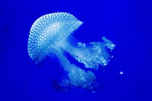 透明蓝色水母高清图片