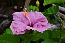 雨后粉色木槿花朵高清图片