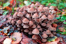 秋季森林小蘑菇高清图