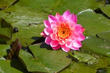 池塘睡莲花花朵高清图片