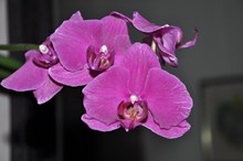 紫色兰花花朵高清图