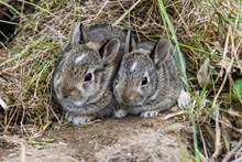草丛两只灰色兔子图片下载