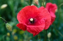大红色罂粟花精美图片