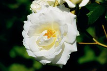 纯白色玫瑰花朵图片素材