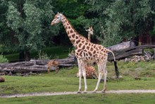 观赏动物园长颈鹿图片素材