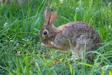 草丛灰色野兔子图片素材