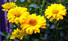 黄色野菊花花朵精美图片