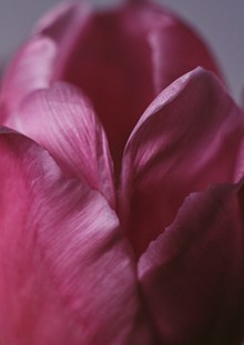 粉红郁金香花瓣特写高清图