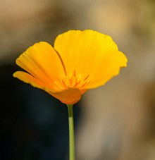 黄色花菱草花朵精美图片