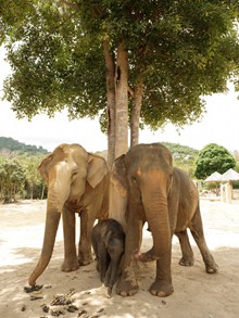 一家三口大象精美图片
