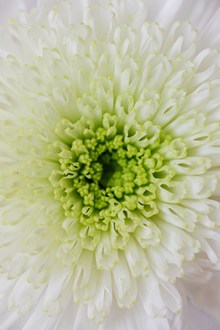 白色菊花微距高清图