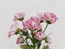 粉色菊花花束精美图片