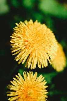 高雅的黄色菊花图片素材
