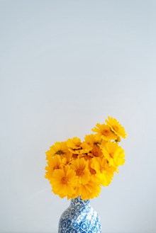 黄色菊花插花高清图片