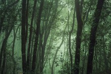 雾气森林唯美意境图片大全