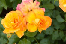 橙色玫瑰花朵摄影高清图片