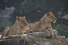 两只狮子休憩高清图片