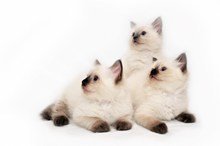 三只可爱小猫图片下载
