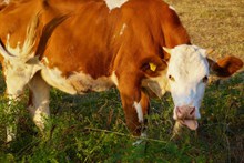 一只棕色奶牛吃草高清图