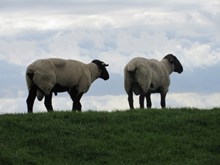 两只绵羊放牧图片下载