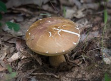 森林大朵毒蘑菇图片下载