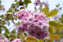 樱花枝樱花摄影图片素材