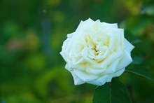 白玫瑰背景摄影高清图