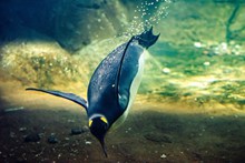 海底企鹅游泳图片下载