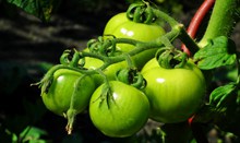 未成熟西红柿蔬菜图片素材