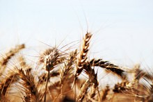 小麦成熟背景摄影图片下载