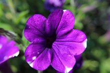 紫色矮牵牛花朵图片大全
