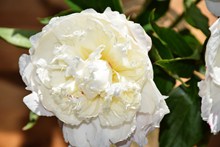 白色牡丹花朵摄影精美图片