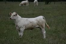 牧场白色公牛图片下载