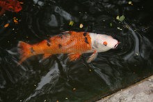 池塘热带观赏鱼高清图片