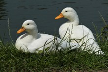 河边休憩的白色鸭子精美图片