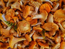 食用营养蘑菇图片下载