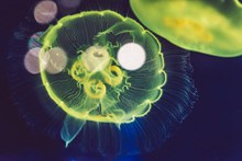 漂亮水母海蜇观赏图片