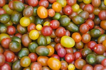 色彩缤纷的小番茄精美图片
